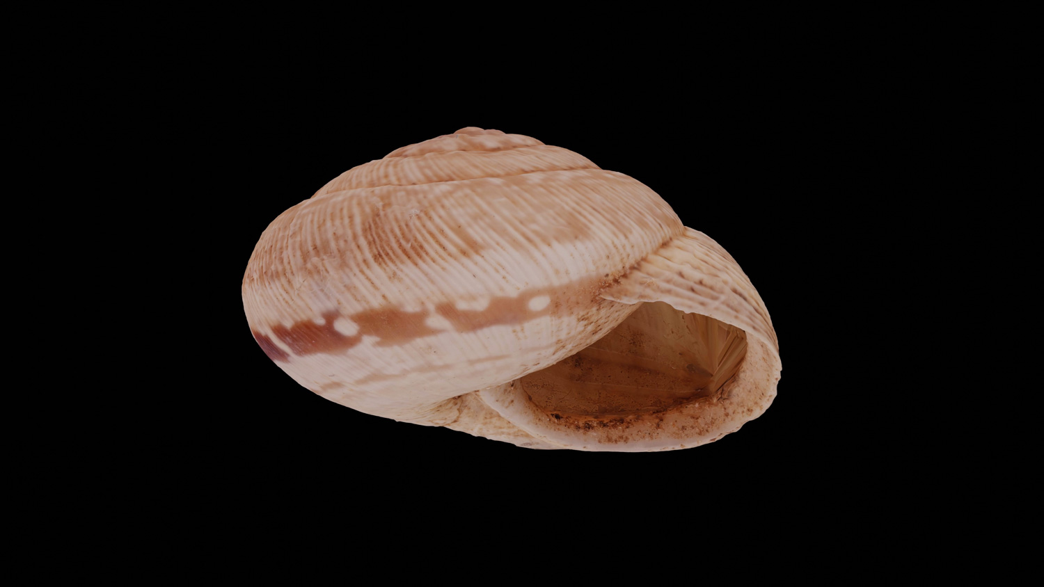 Xerocrassa caroli